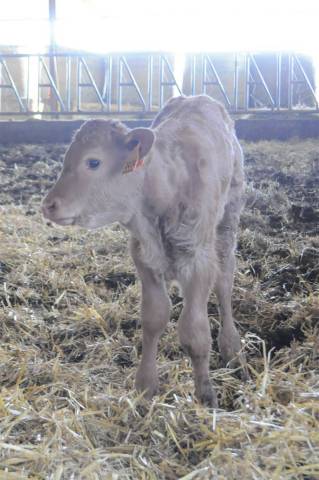 Veau de race limousine